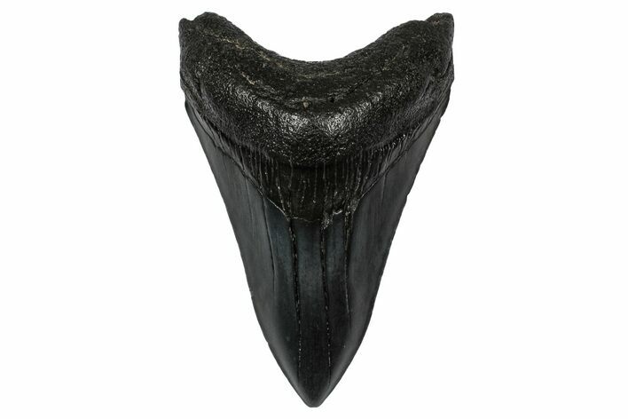 Fossil Megalodon Tooth - South Carolina #345801